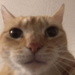 origin-full-picture-of-these-staring-cats-v0-jxi6um5guggf1.png