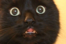 kissa_järkytys.png